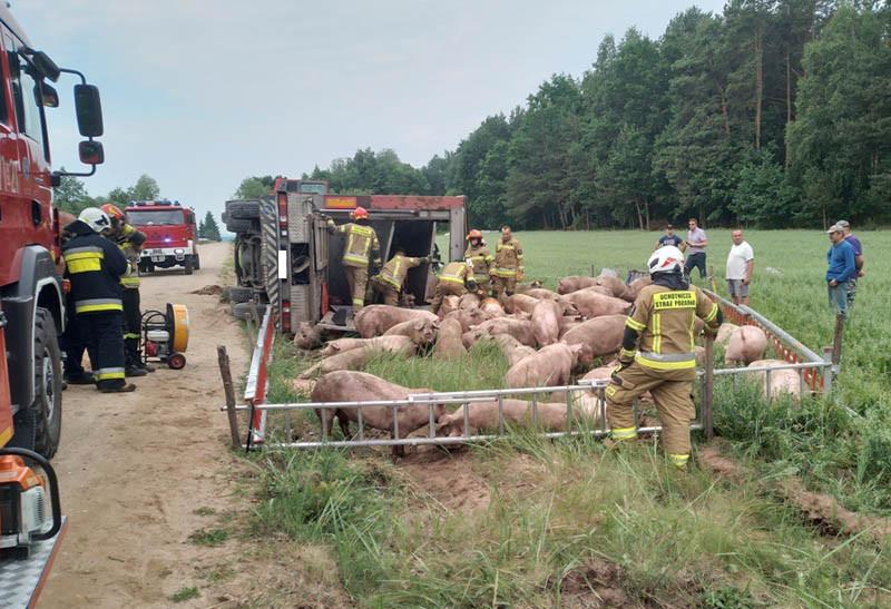 Wypadek ciężarówki ze świniami. Strażacy zrobili zagrodę z drabin - zdjęcia