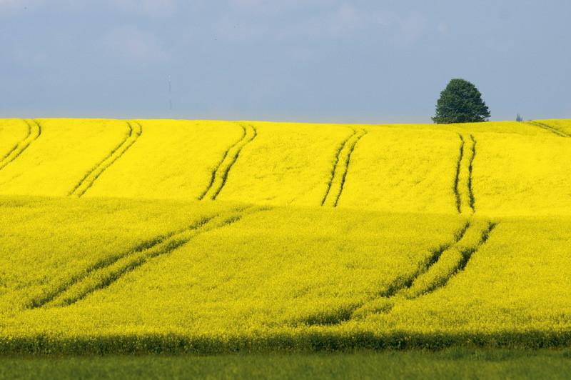 Dłuższy termin wniosków o dopłaty obszarowe