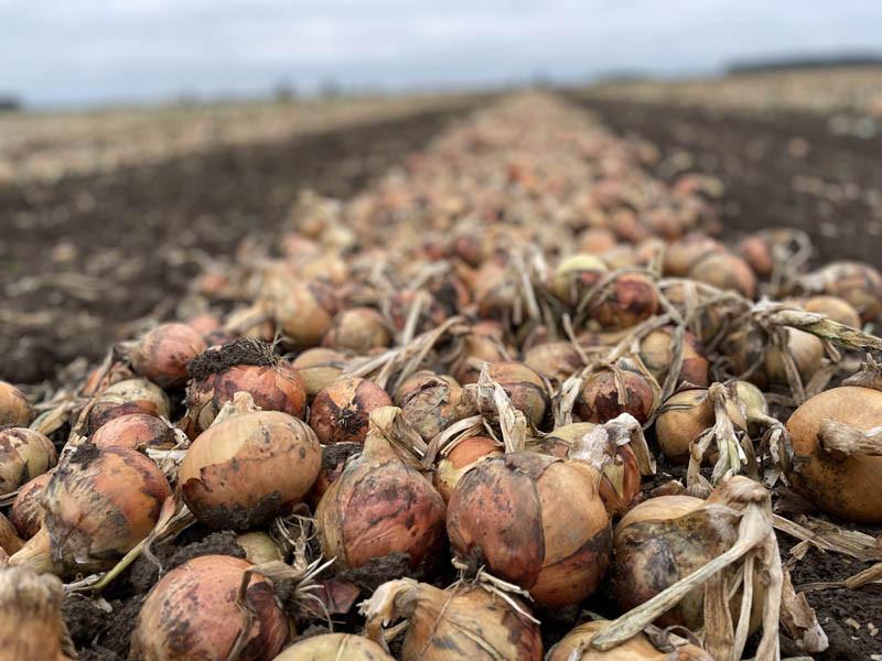 Spotkanie plantatorów cebuli oraz rolników zainteresowanych tą uprawą