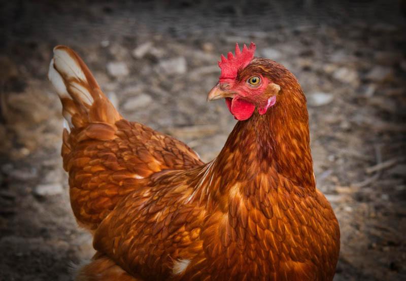 Złodziej ukradł dwie kury i... pobił gospodarzy