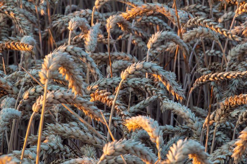 Zboża: niezbyt wysokie ceny na przełomie roku 21/22