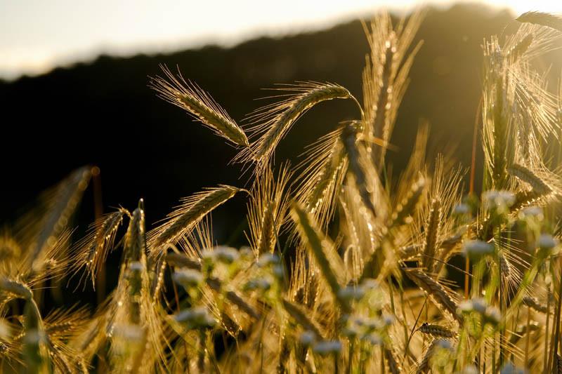 Ceny zbóż: tanieje tylko żyto