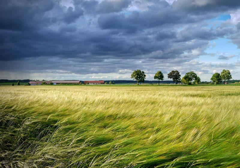 Wsparcie na inwestycje leśne i zadrzewieniowe - wnioski od 1 czerwca